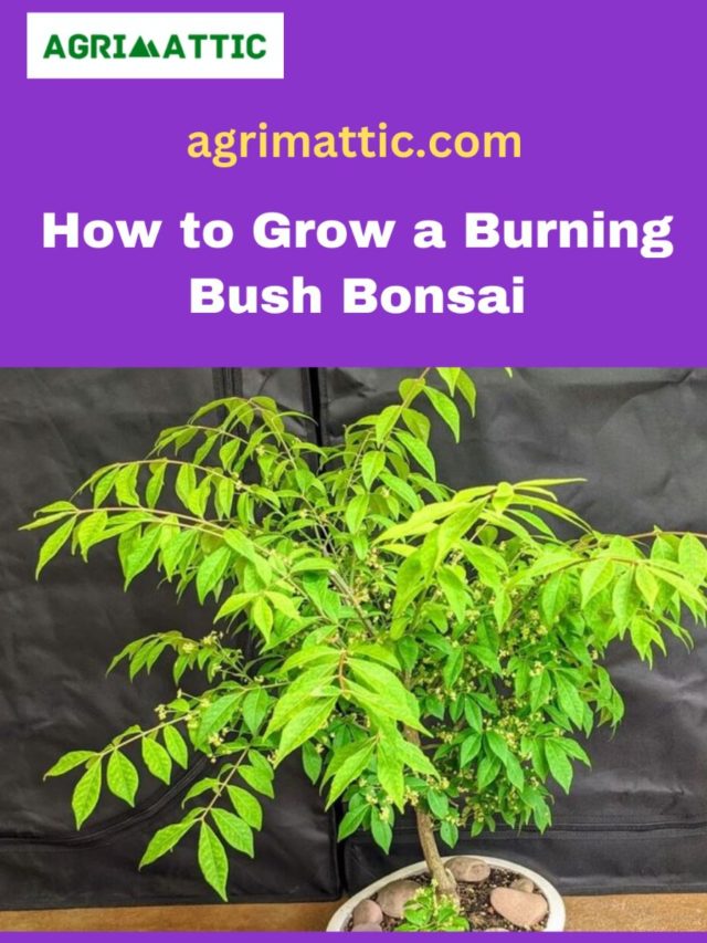 How to Grow Burning Bush Bonsai