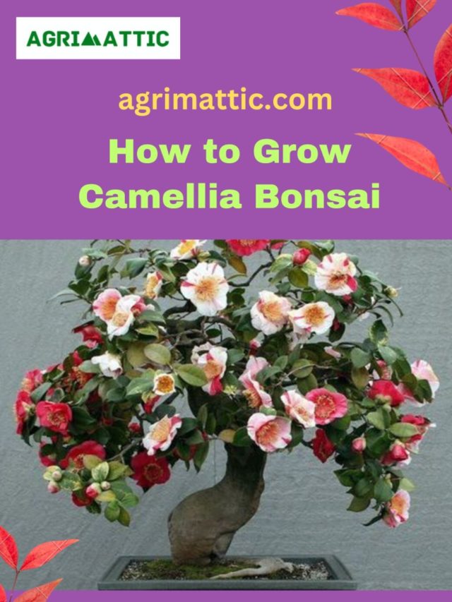 How to Grow Camellia Bonsai