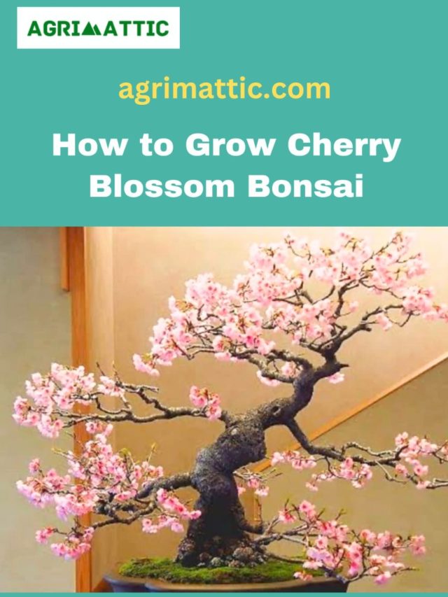How to Grow Cherry Blossom Bonsai