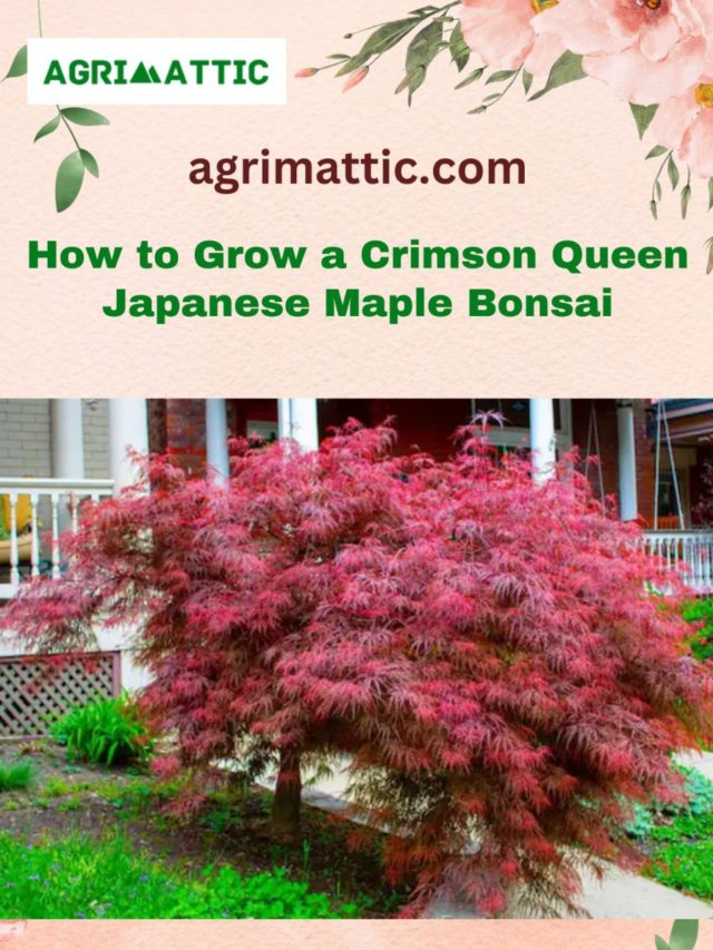 How to Grow Crimson Queen Japanese Maple Bonsai