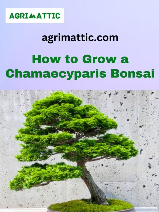 How to Grow a Chamaecyparis Bonsai