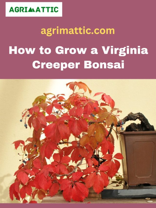 How to Grow a Virginia Creeper Bonsai