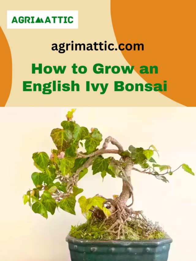 How to Grow an English Ivy Bonsai