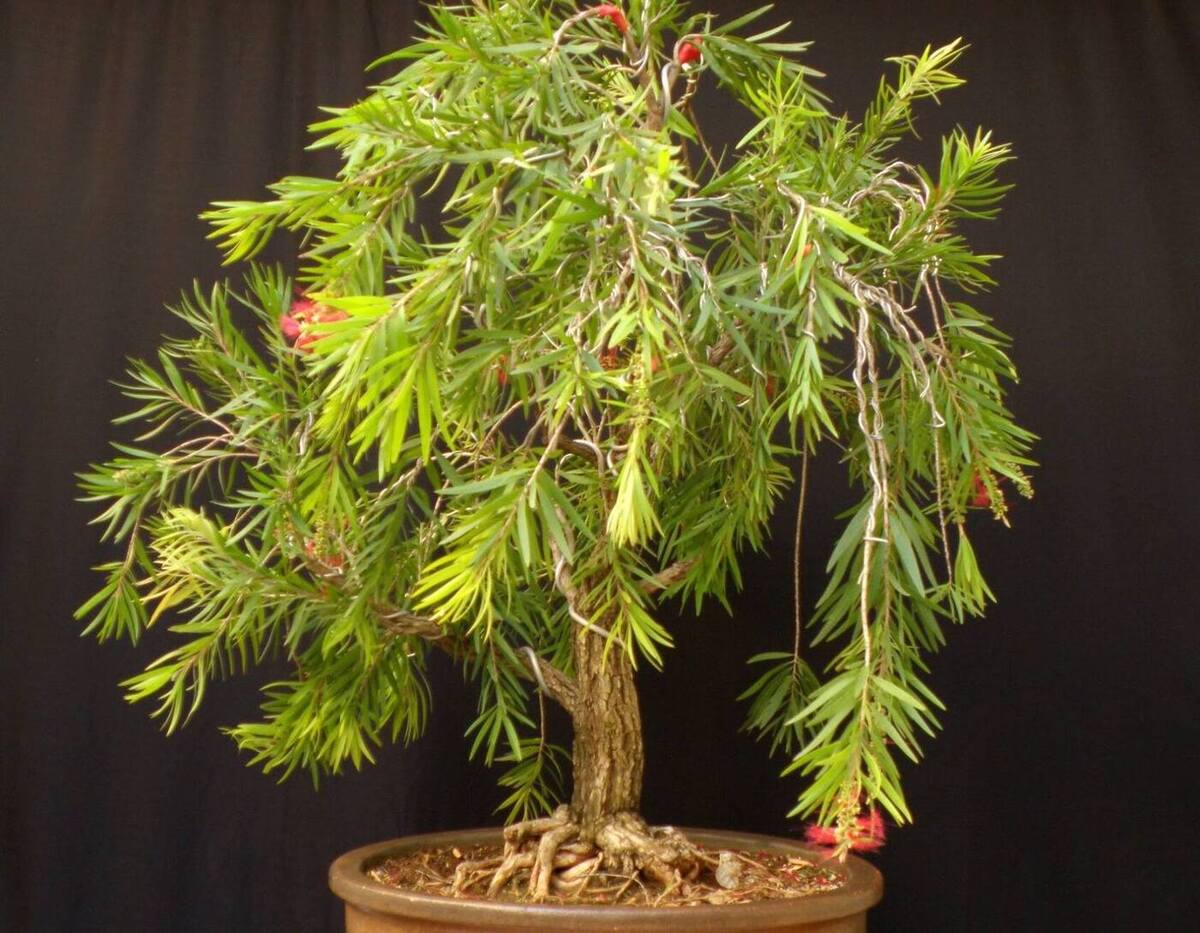 Bottle Brush Bonsai A Fascinating Bonsai Tree with Vibrant Flowers