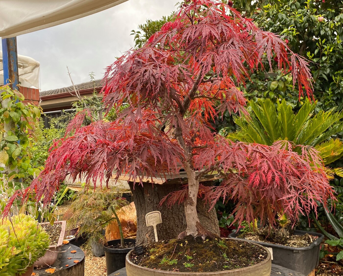 Crimson Queen Japanese Maple Bonsai : A Timeless Classic for Garden ...