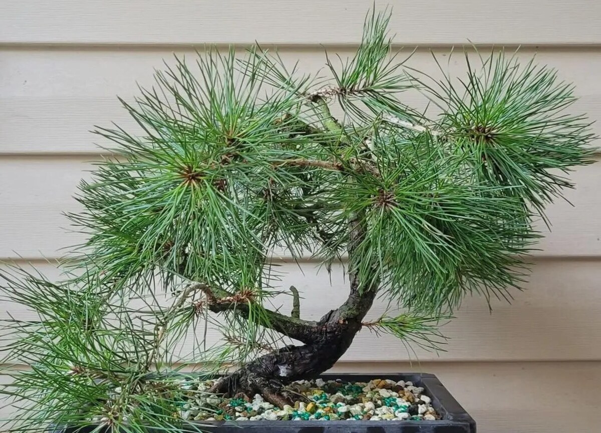 Pitch Pine Bonsai Unveiling the Mystique of Miniature Trees