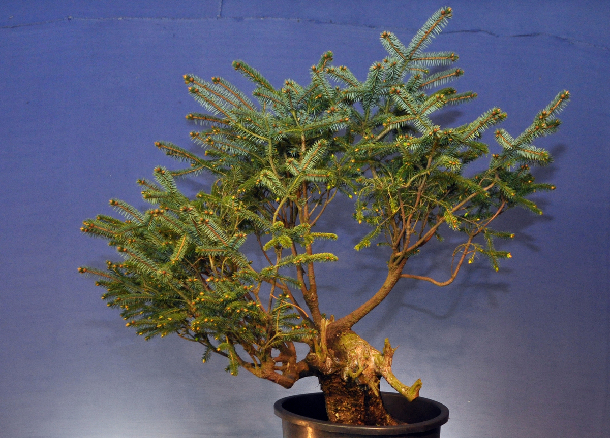 Sitka Spruce Bonsai : Unlocking the Artistry and Serenity