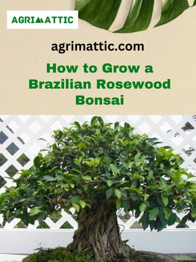 How to Grow Brazilian Rosewood Bonsai