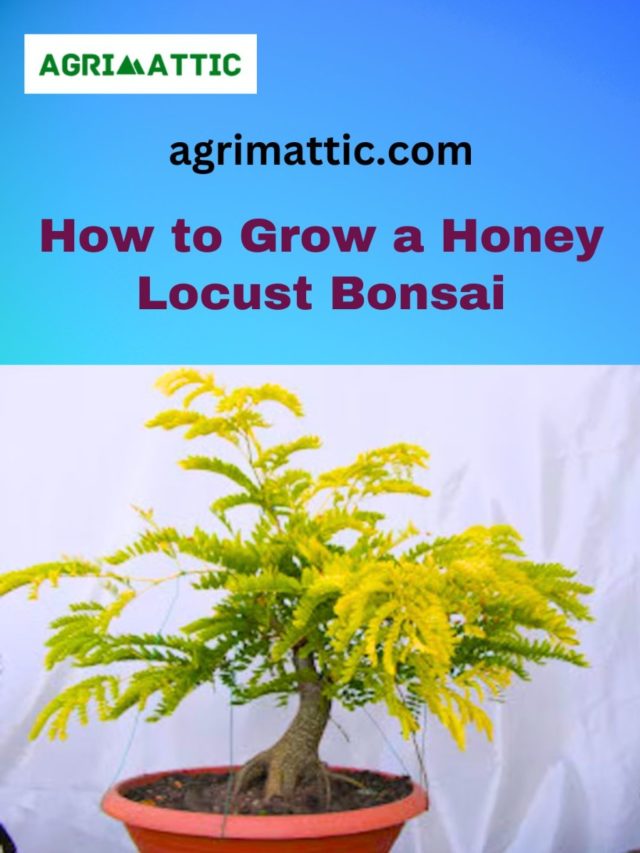 How to Grow Honey Locust Bonsai