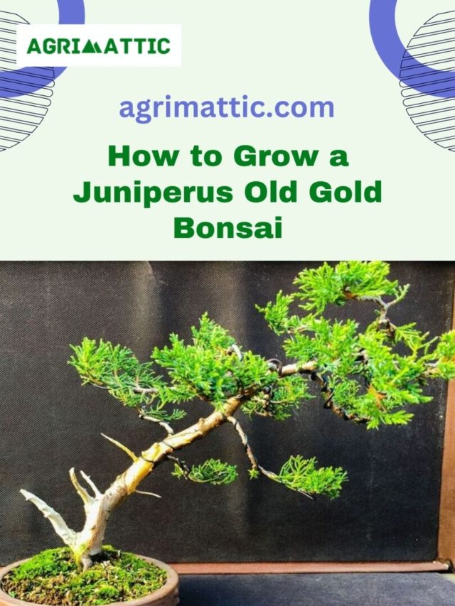 How to Grow Juniperus Old Gold Bonsai