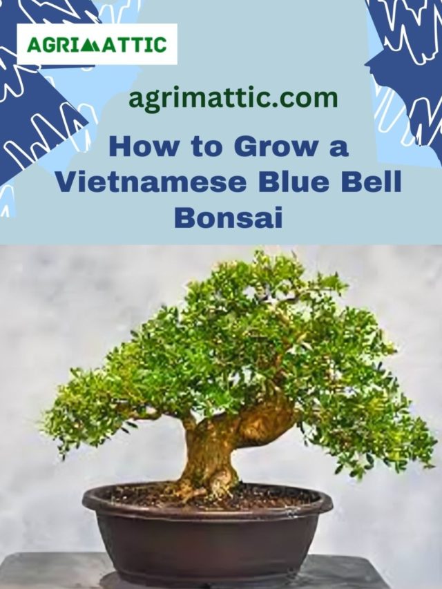 How to Grow Vietnamese Bluebell Bonsai