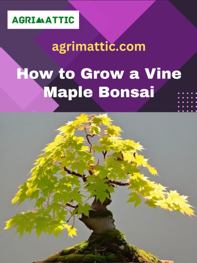 How to Grow Vine Maple Bonsai