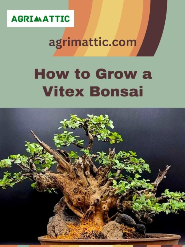 How to Grow Vitex Bonsai