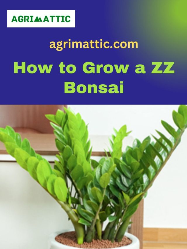 How to Grow ZZ Bonsai