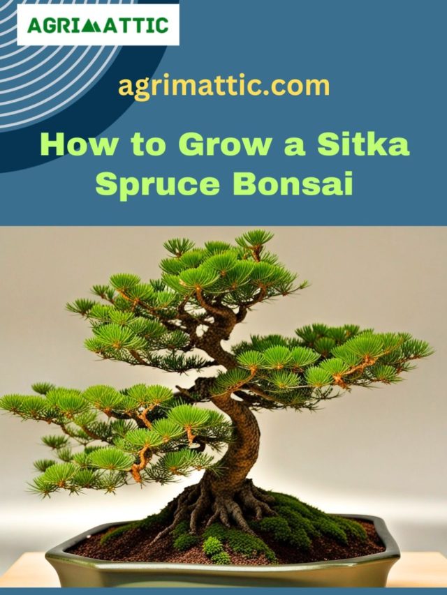 How to Grow Sitka Spruce Bonsai