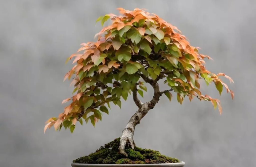 American Beech Bonsai