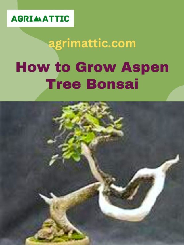 How to Grow Aspen Bonsai
