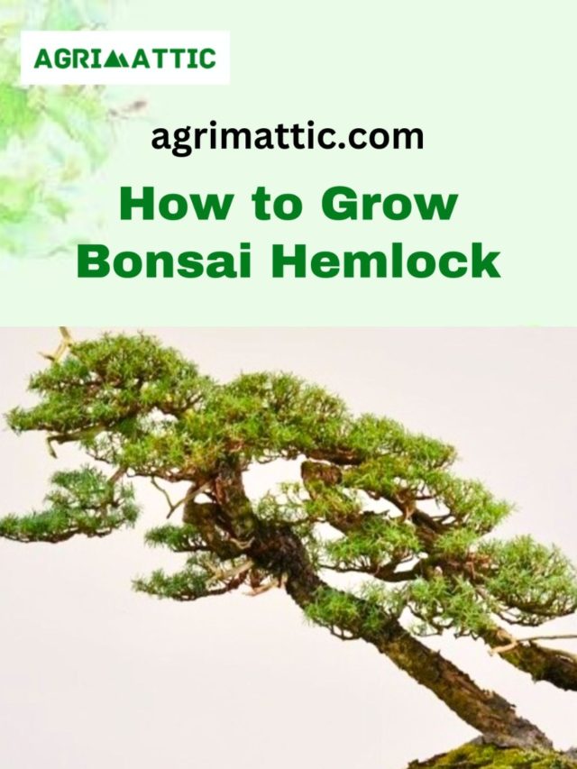 How to Grow Bonsai Hemlock