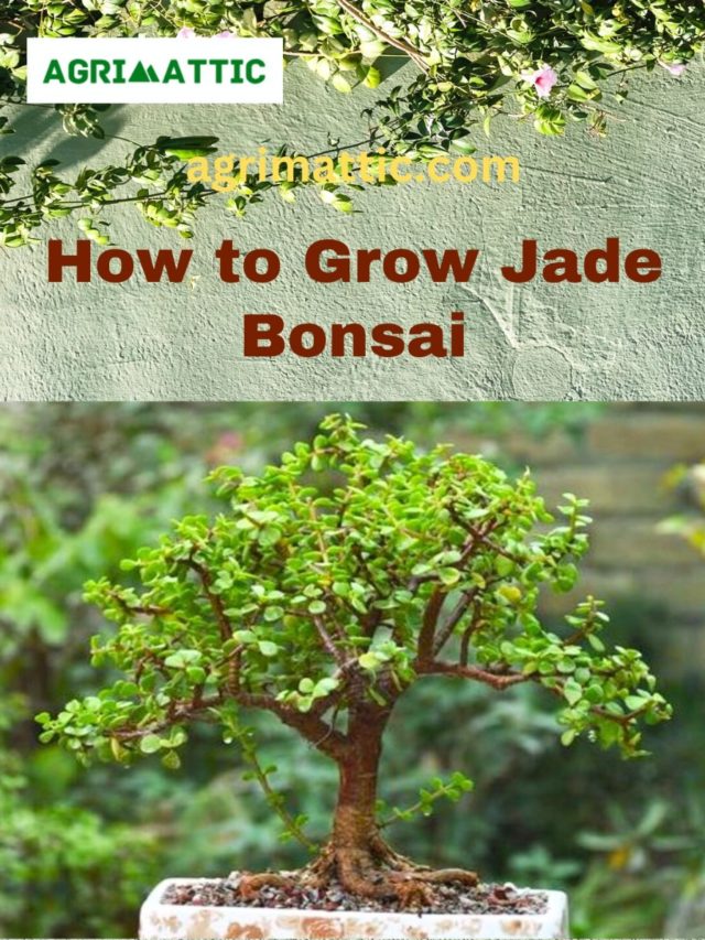 How to Grow Jade Bonsai