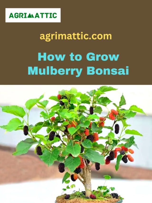 How to Grow Mulberry Bonsai