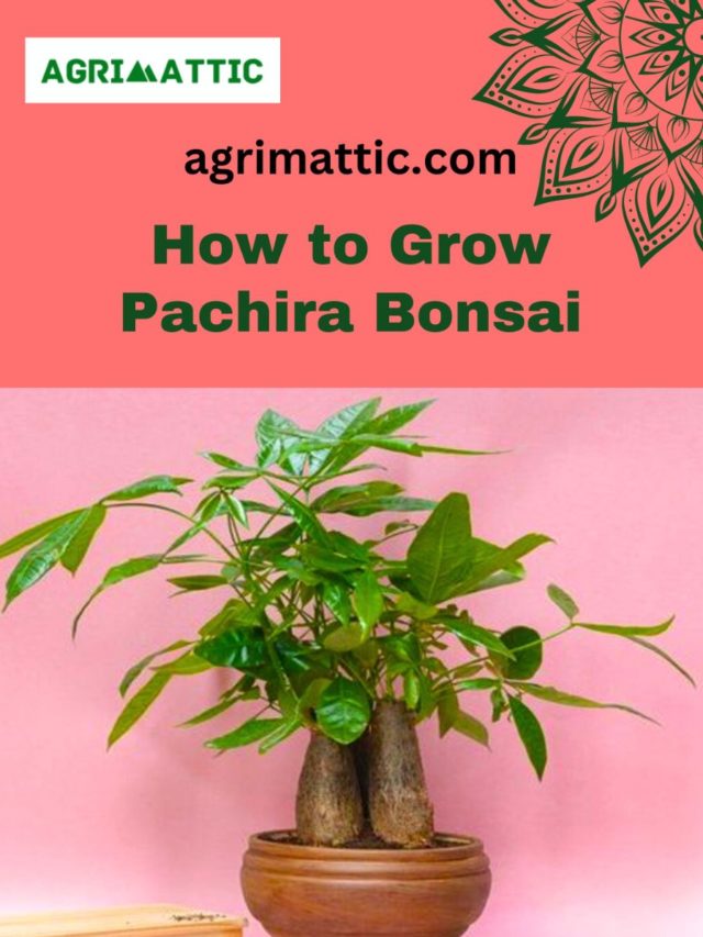 How to Grow Pachira Bonsai