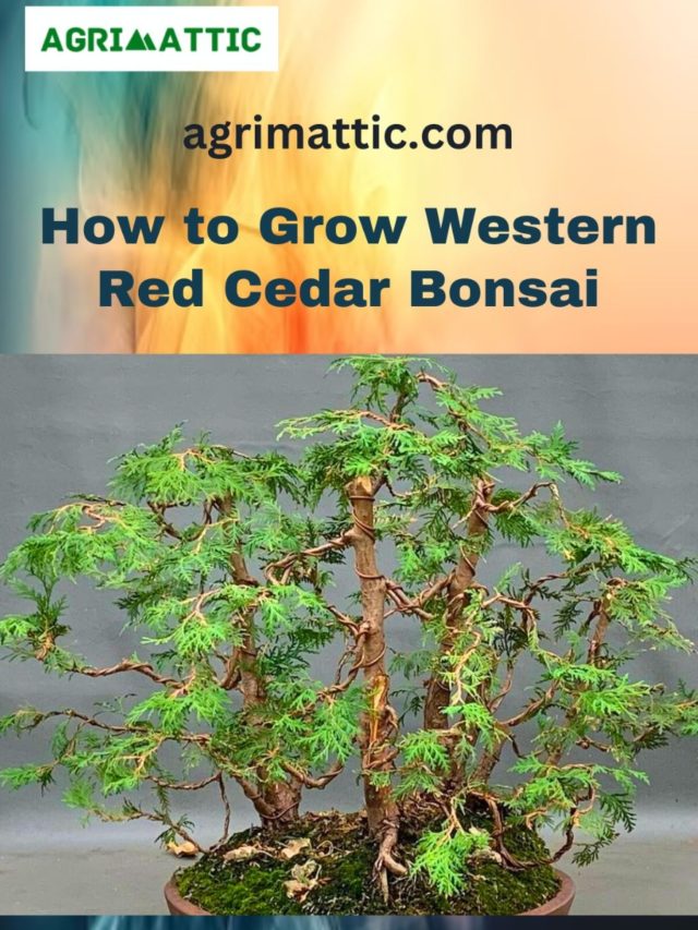 How to Grow Western Red Cedar Bonsai