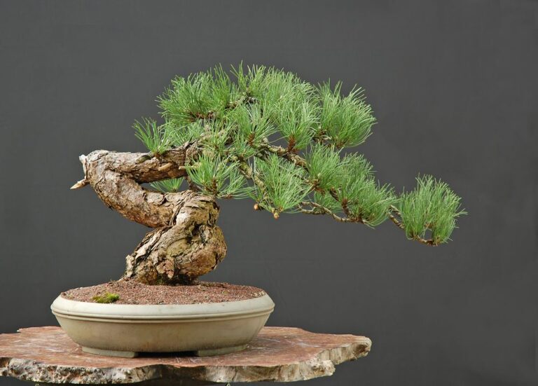 Aleppo Pine Bonsai : Grow a Symbol of Peace and Endurance