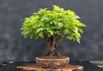 Amur Maple Bonsai