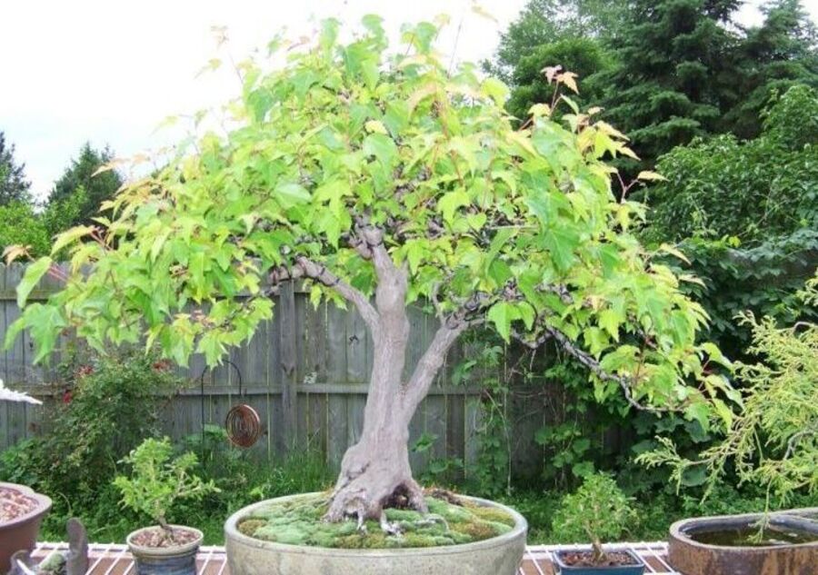 Amur Maple Bonsai