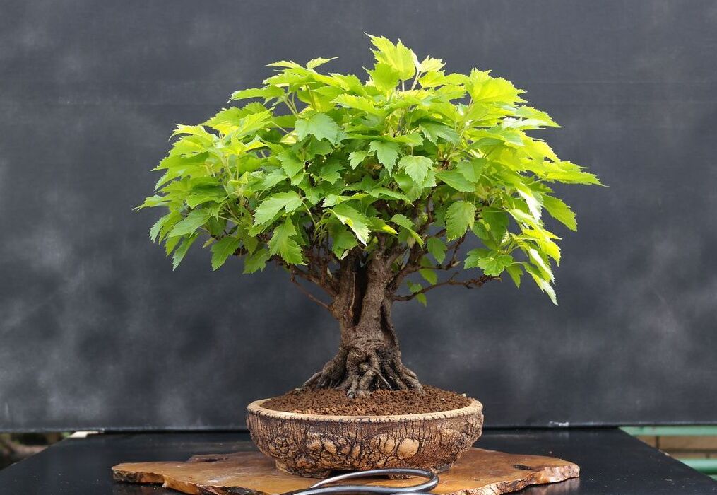Amur Maple Bonsai