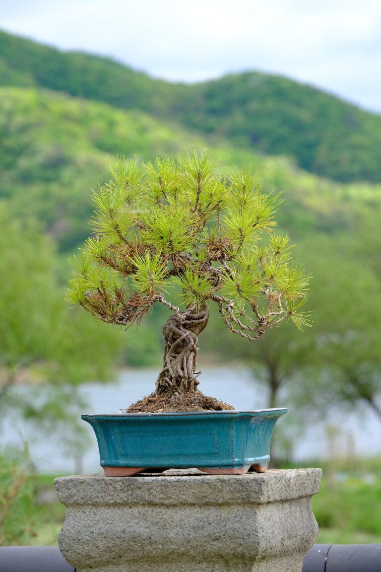 Lodgepole Pine bonsai