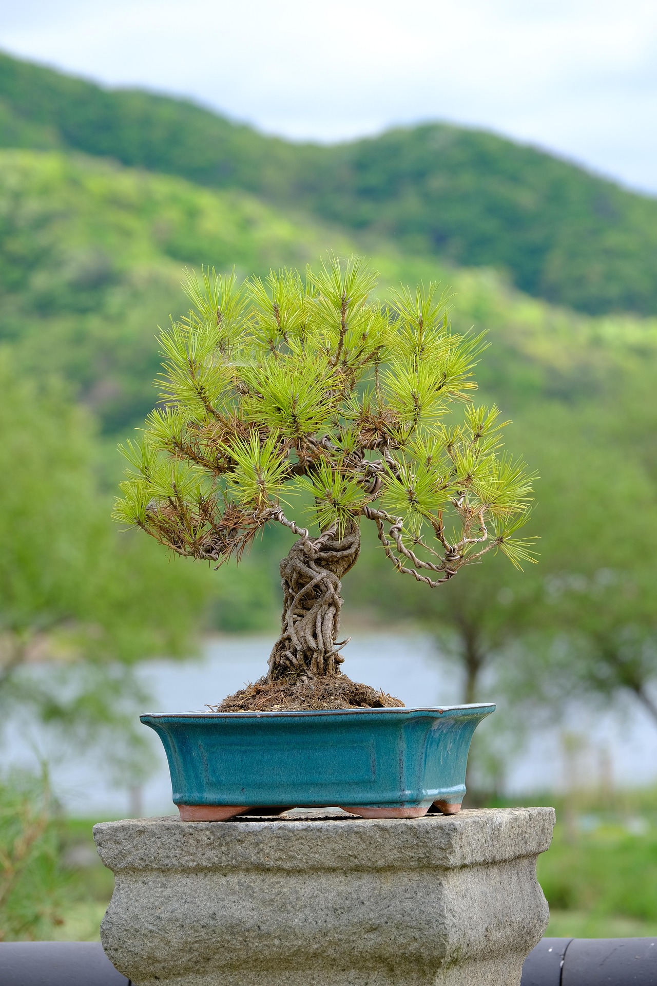 Lodgepole Pine bonsai