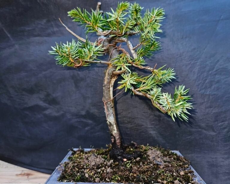 Needle Juniper Bonsai