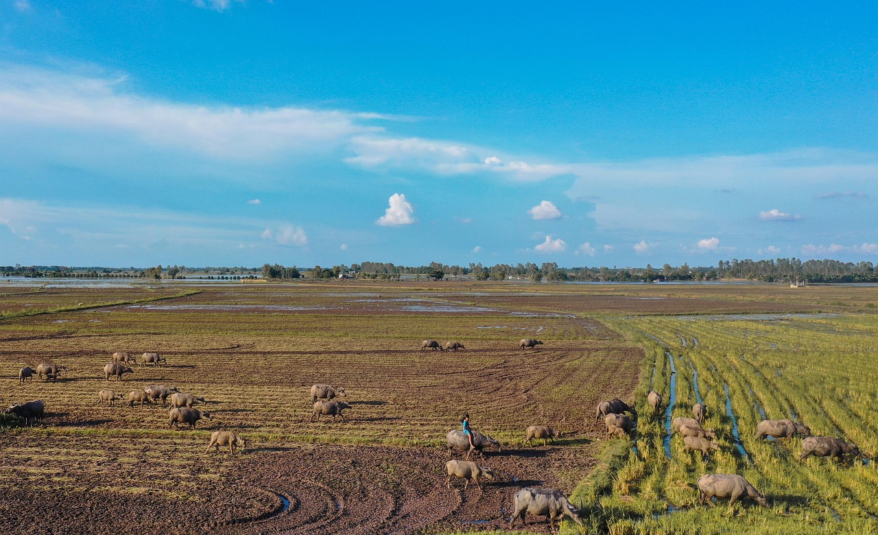 Regenerative Farming Tips