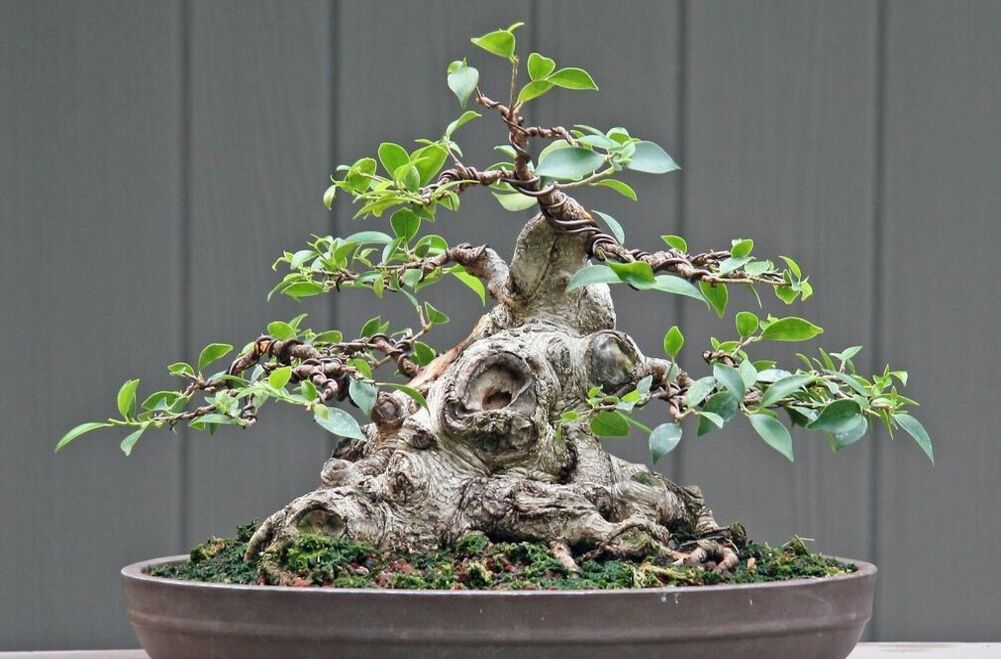 Bonsai Root