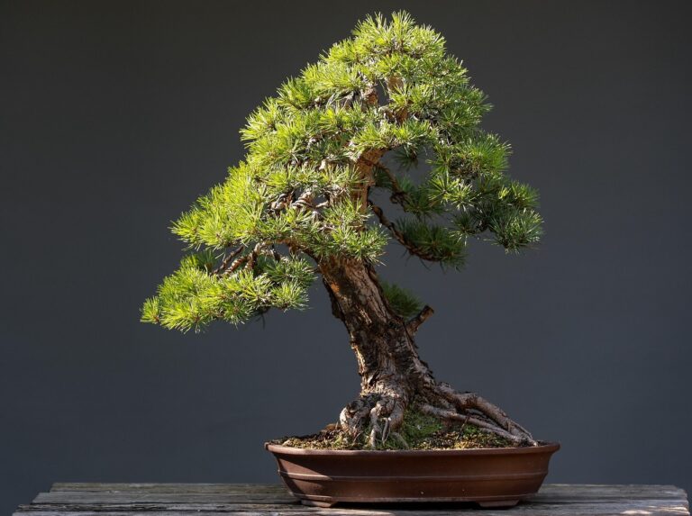 Scots Pine Bonsai