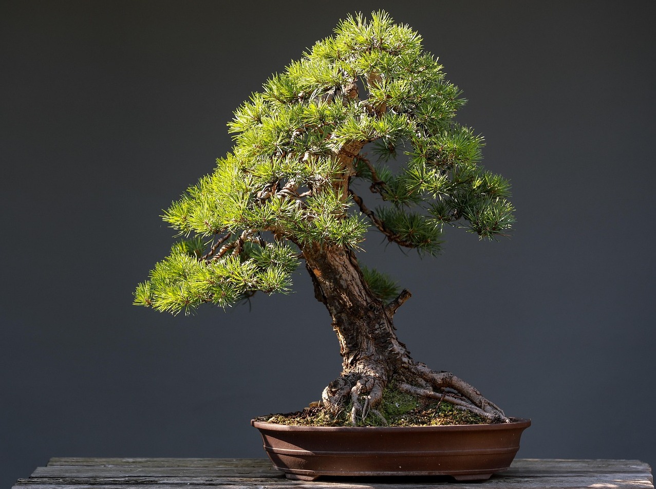 Scots Pine Bonsai