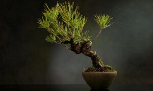 Shimpaku Juniper Bonsai