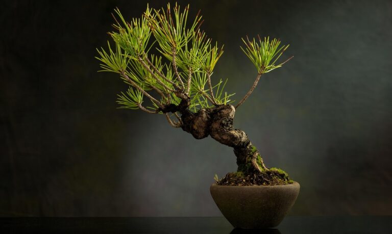 Shimpaku Juniper Bonsai