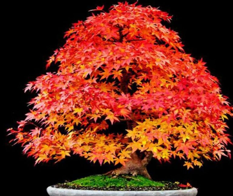 Korean Maple Bonsai