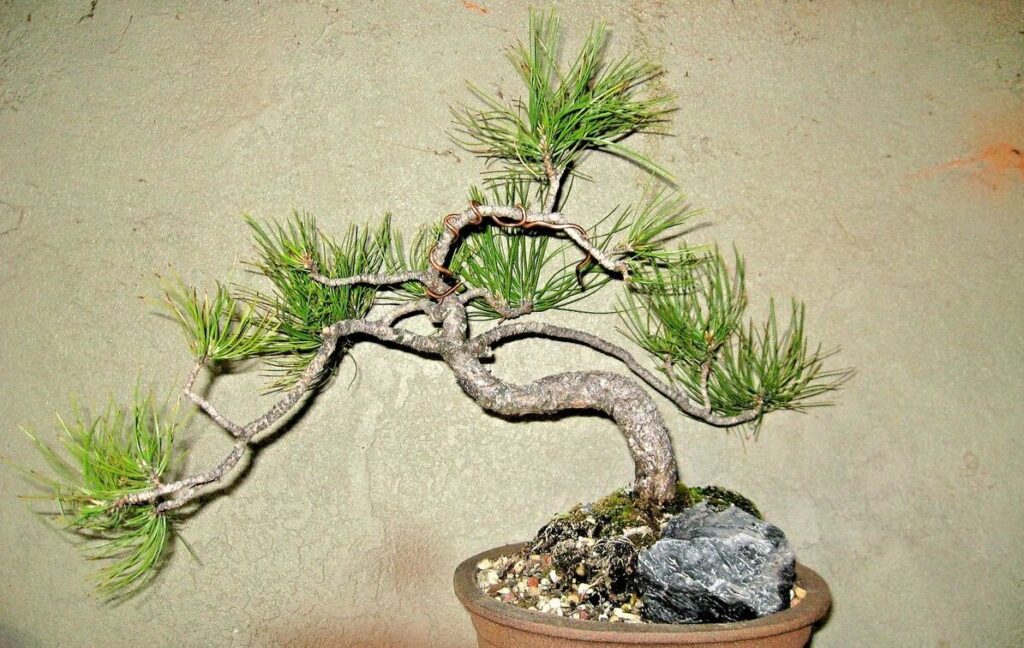Ponderosa Pine Bonsai