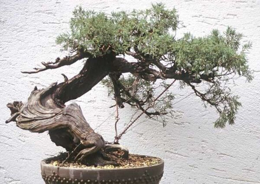 Rocky Mountain Juniper Bonsai