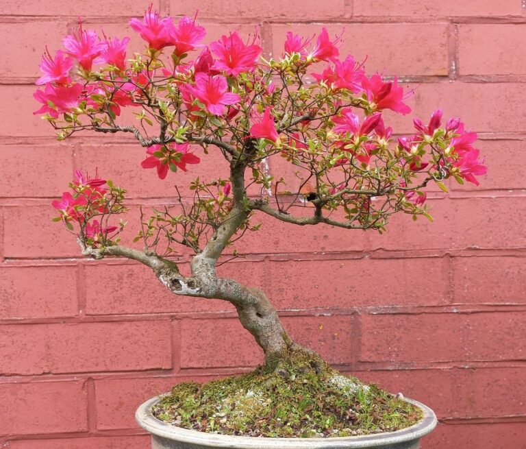azalea bonsai