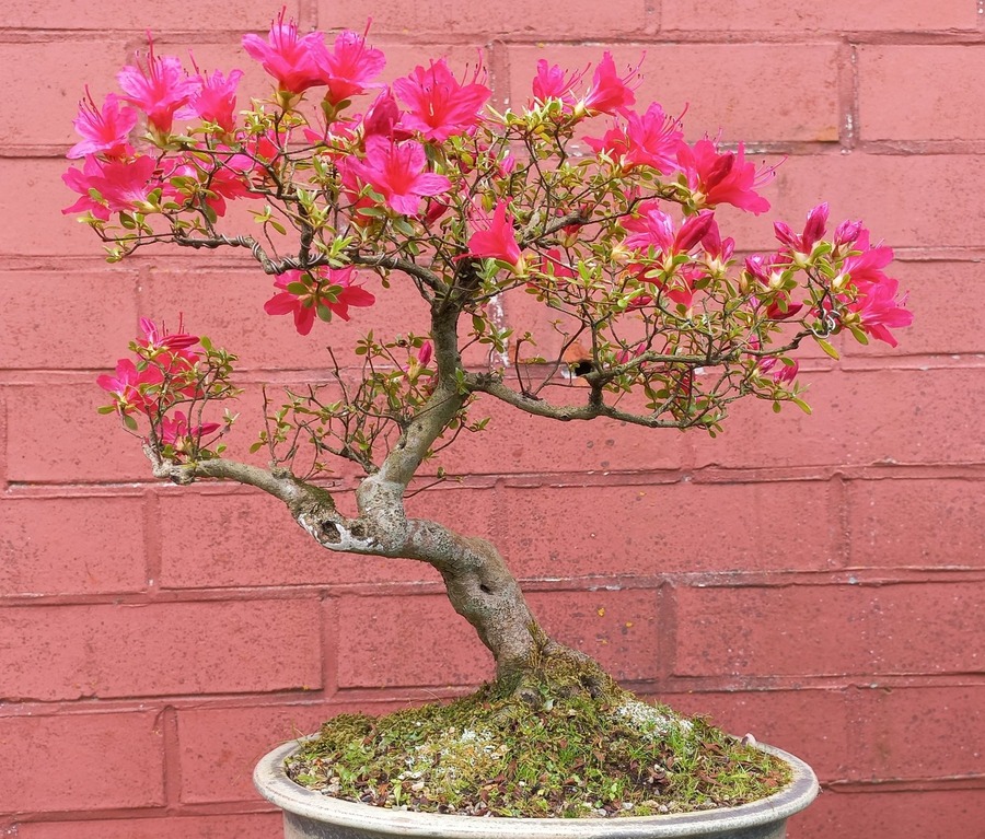 azalea bonsai
