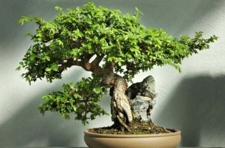 Chinese Elm Bonsai: The Perfect Tree for Every Beginner and Expert